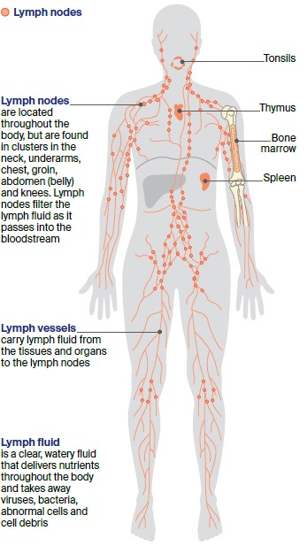 The lymphatic system, showing Tonsils, Lymph nodes, Lymph vessels, Bone marrow, Thymus, and Spleen